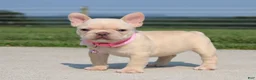 French Bulldog dogs for sale: Buttercup - Ad 5