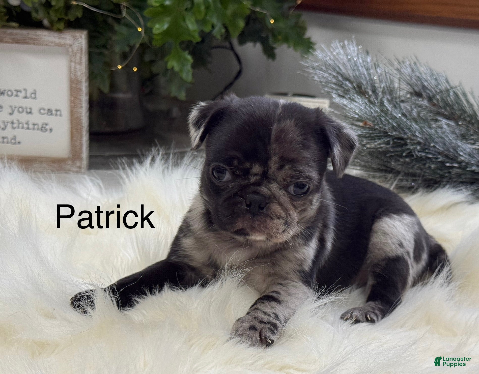 Pug dogs Patrick  - Ad 18
