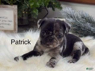 Pug dogs Patrick - Ad 18