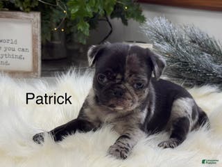 Pug dogs Patrick - Ad 24