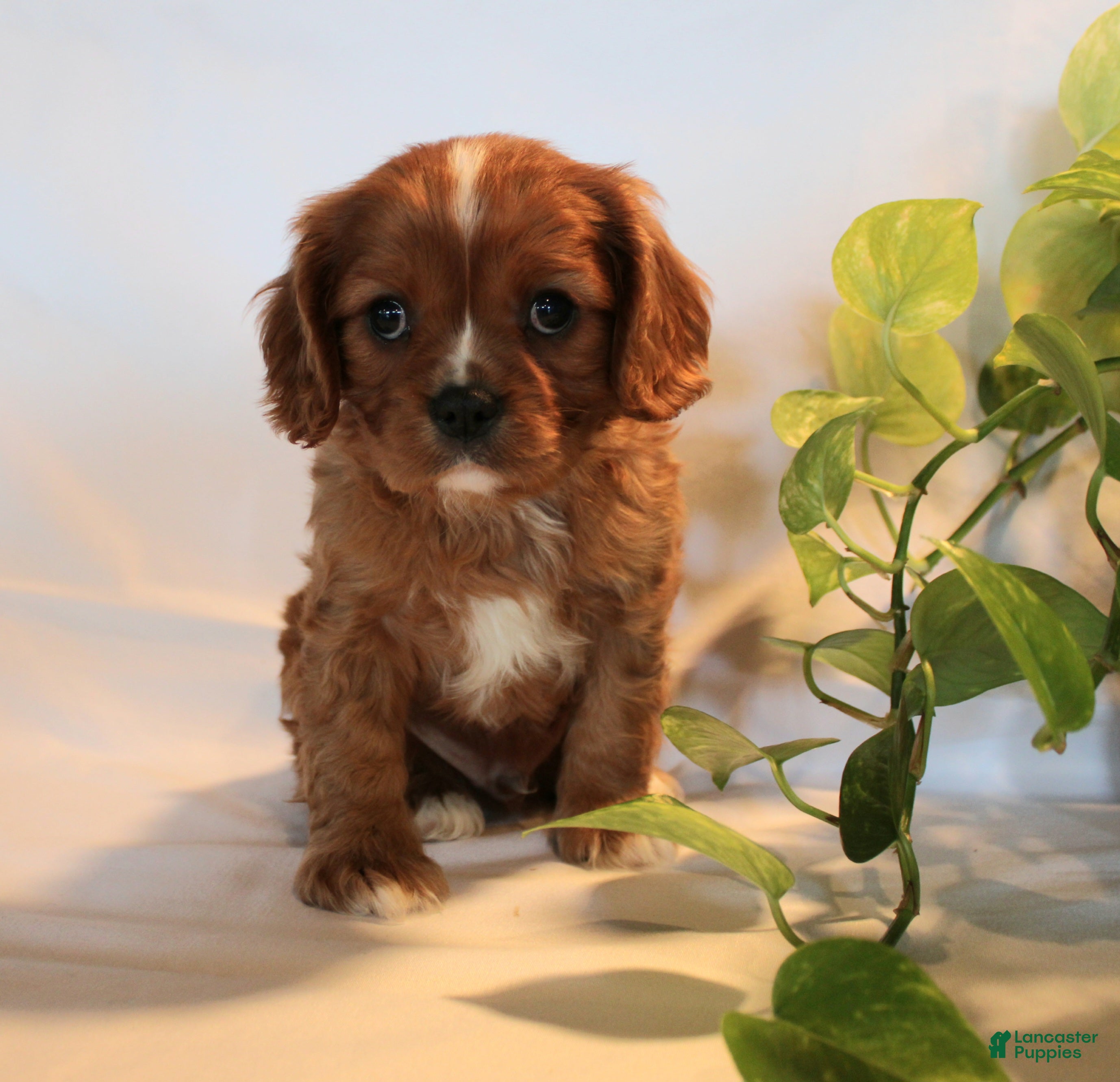 Cavalier King Charles Spaniel dogs Ricky  - Ad 1