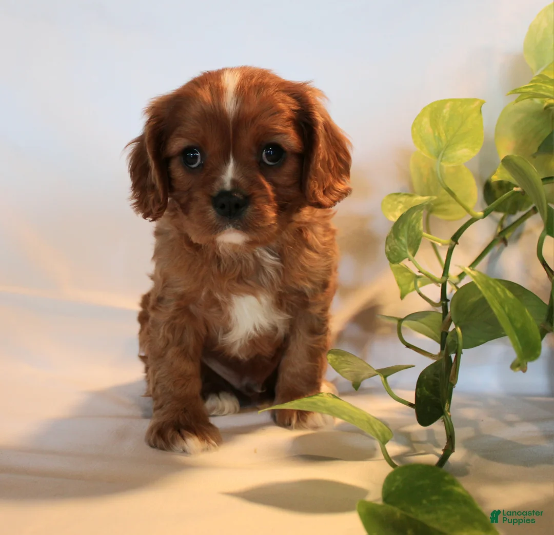 Cavalier King Charles Spaniel dogs for sale: Ricky  - Ad 1