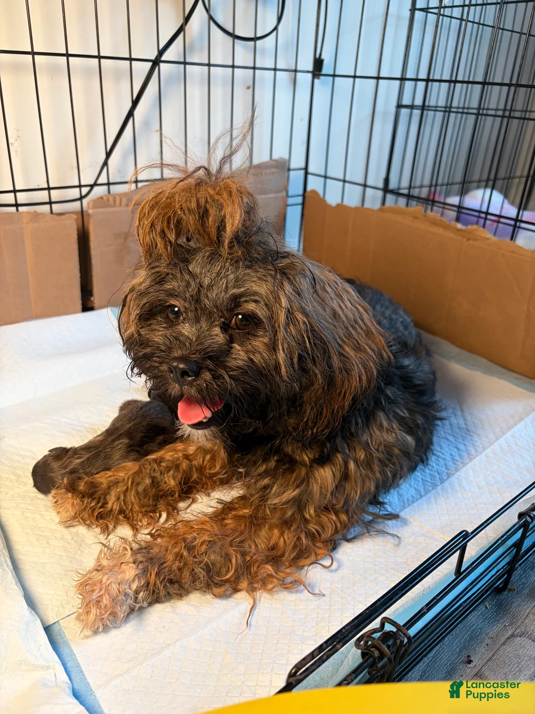 Mixed Breed dogs for sale: Mixed Breed 1 - Ad 2