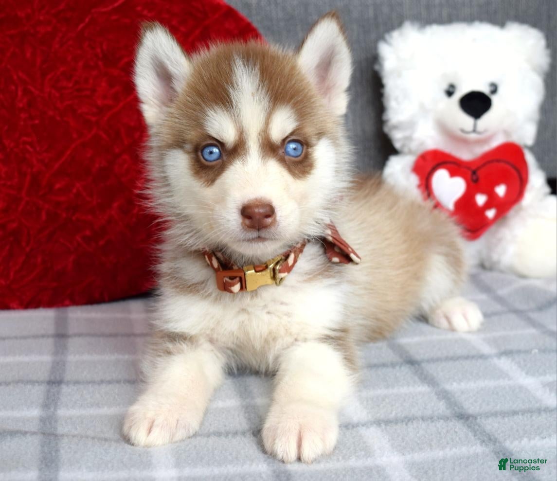 Siberian Husky dogs Cupid  - Ad 2