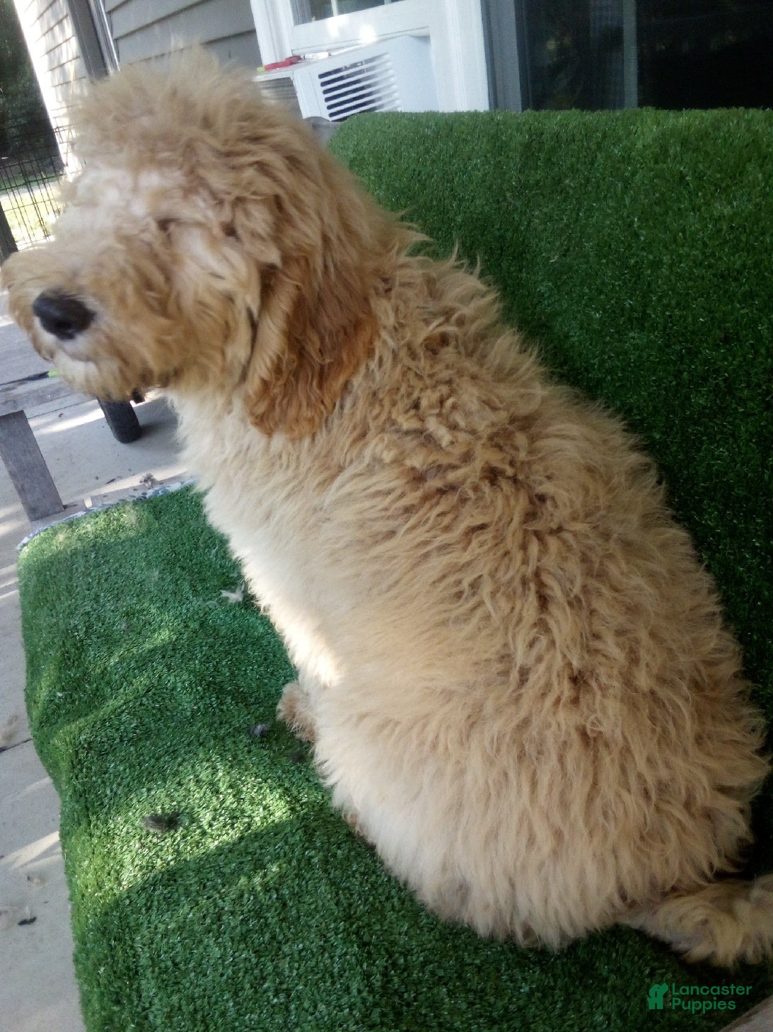 Goldendoodle dogs Leo F1B - Ad 2
