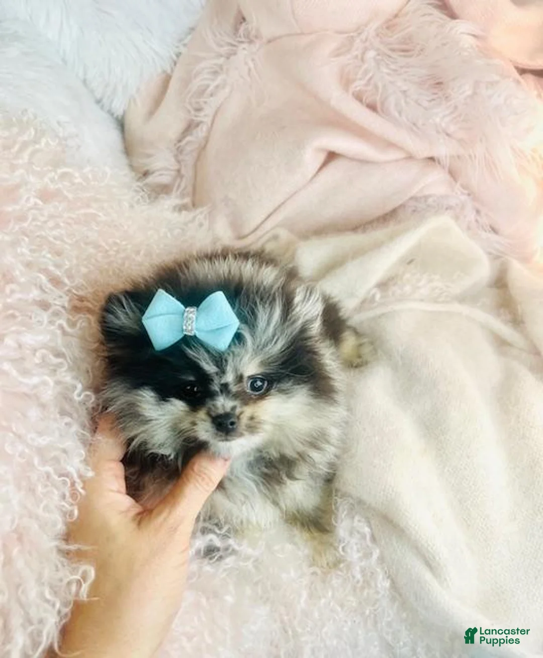 Pomeranian dogs for sale: Pomeranian Puppy 1 - Ad 3