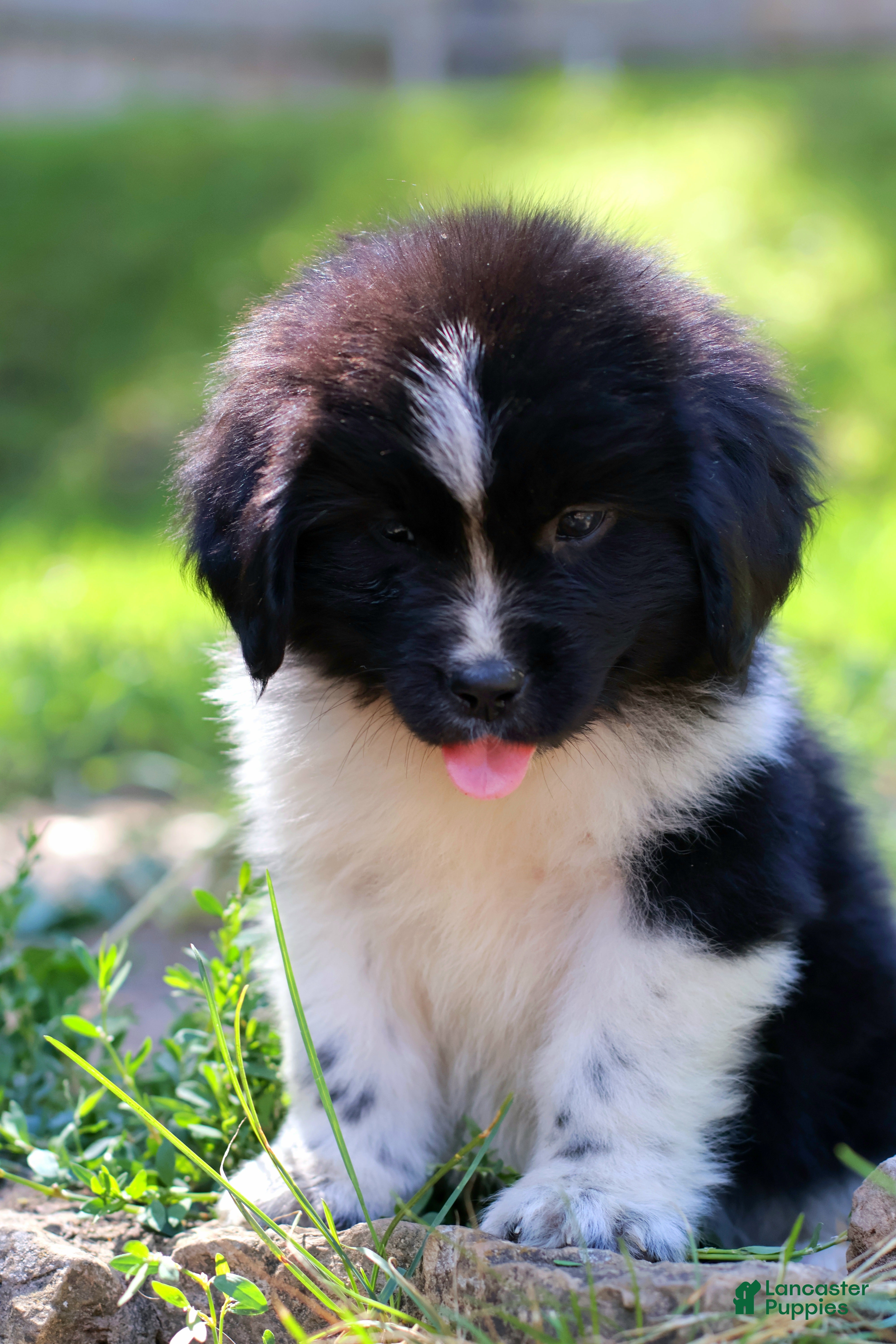 Newfoundland dogs Rosalina - Ad 1