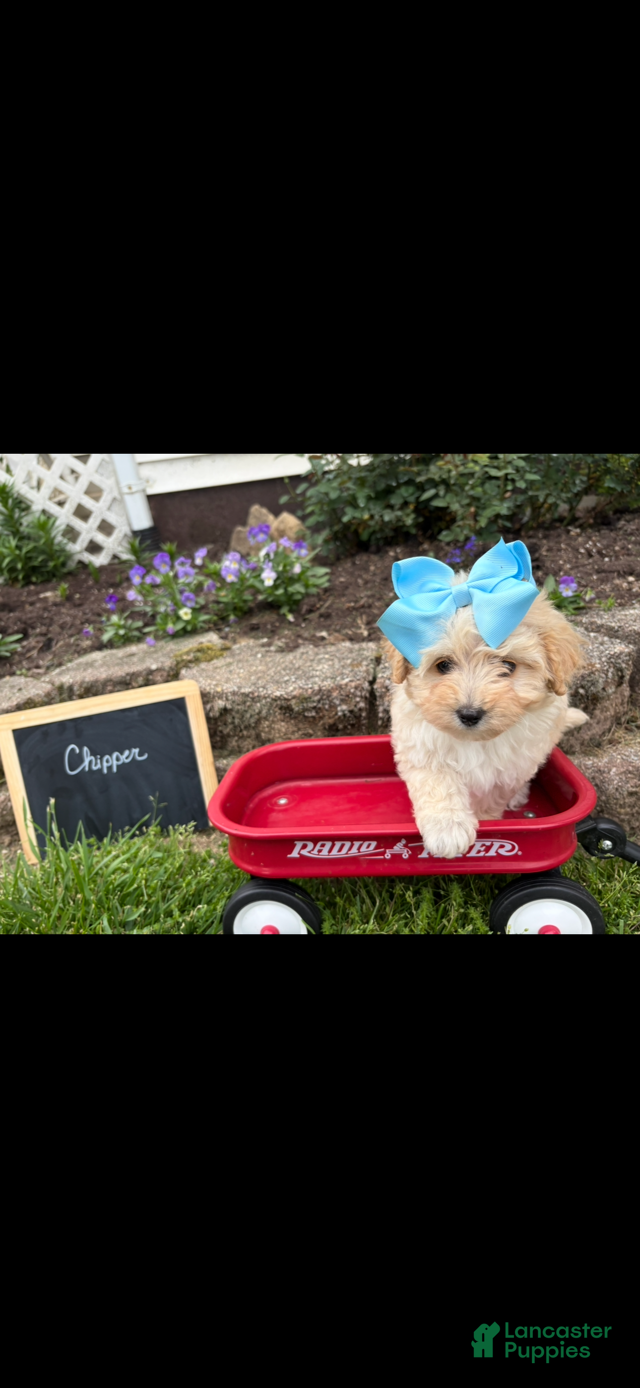 Maltipoo dogs Chipper - Ad 1