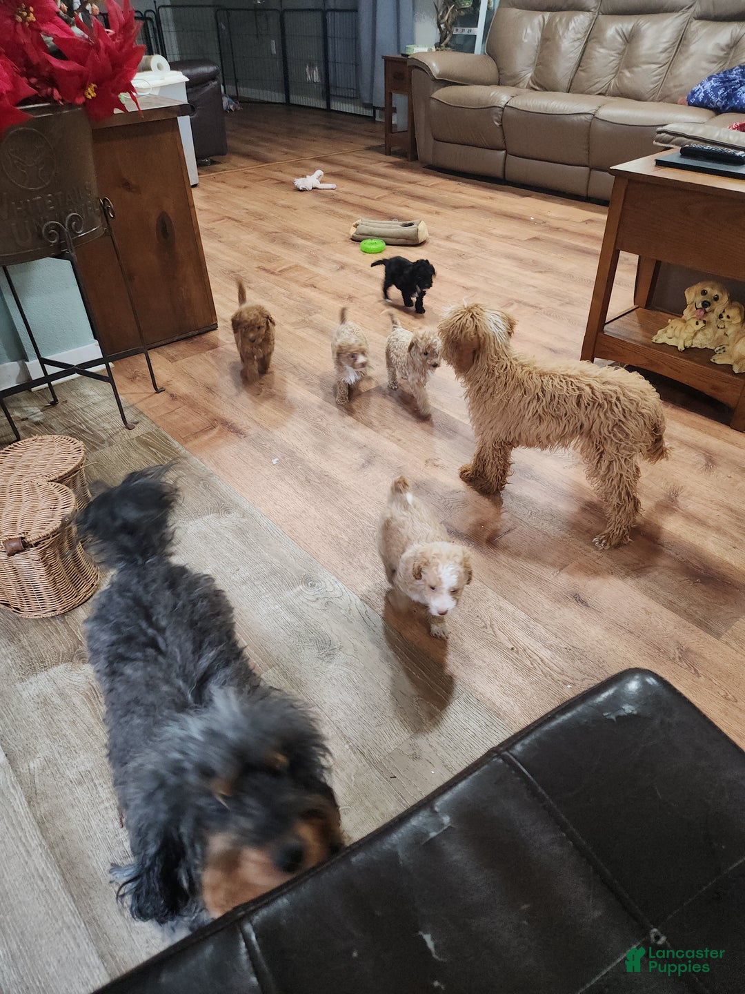 Mini Goldendoodle dogs for sale: Mini Goldendoodle Puppy 6 - Ad 1