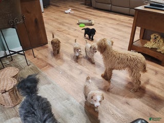 Mini Goldendoodle dogs Mini Goldendoodle Puppy 6 - Ad 20