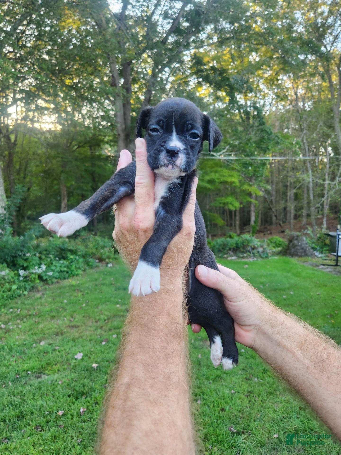 Boxer dogs Boxer 5 - Ad 1