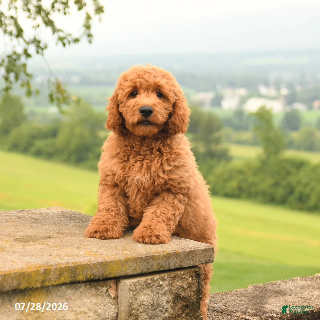 Mini Goldendoodle dogs for sale: Atley - Ad 2