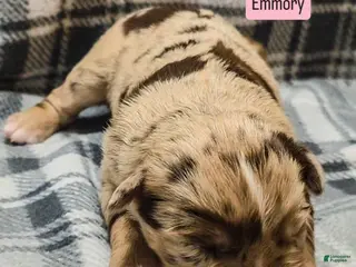 Australian Shepherd dogs for sale: Emmory - Ad 2