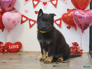 German Shepherd dogs Macey - Ad 11