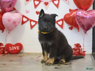 German Shepherd dogs Macey - Ad 34