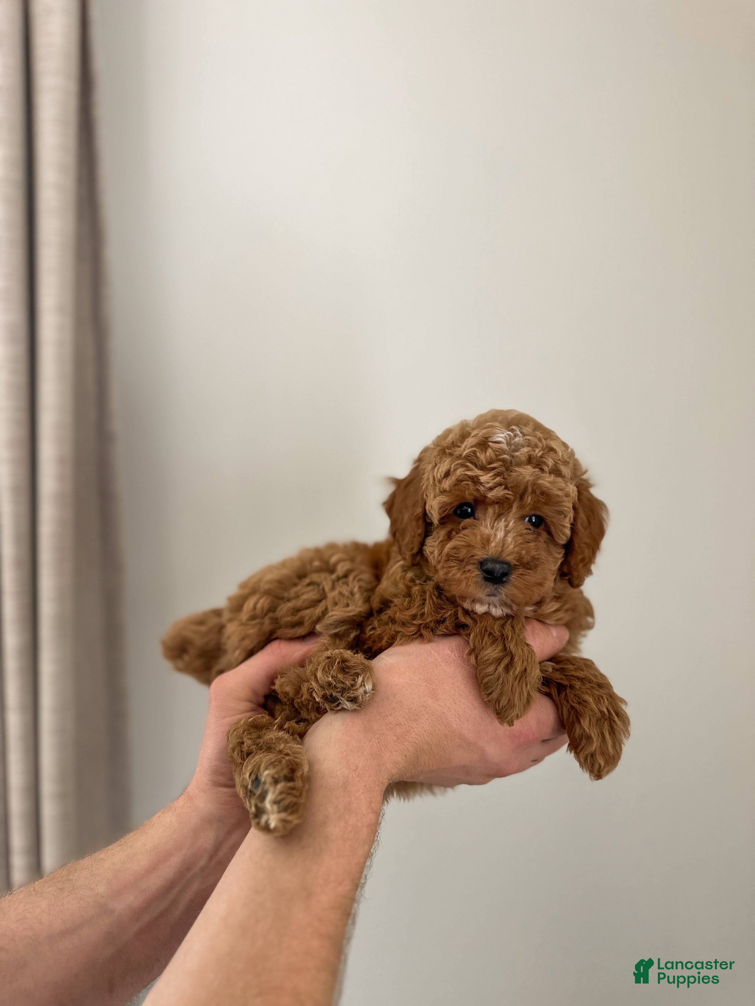 Mini Goldendoodle dogs Willow - Ad 37