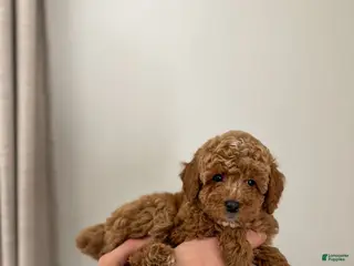 Mini Goldendoodle dogs Willow - Ad 37