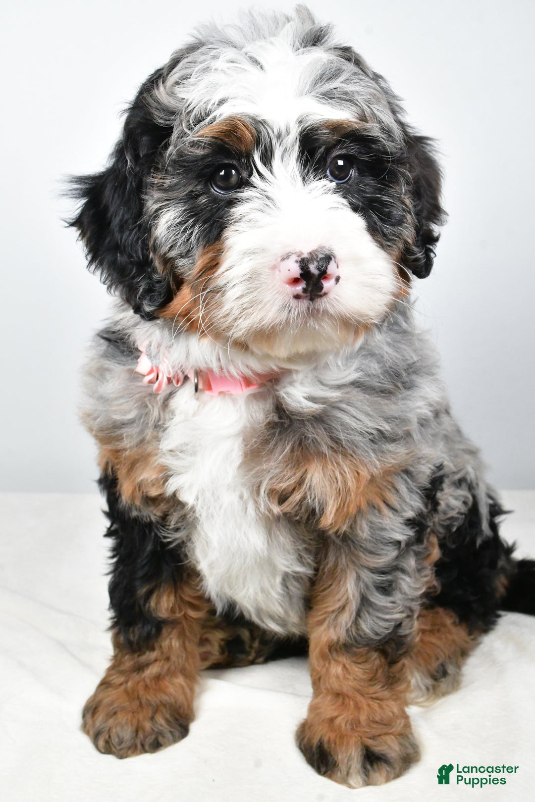 Mini Bernedoodle dogs for sale: Charlotte - Ad 8