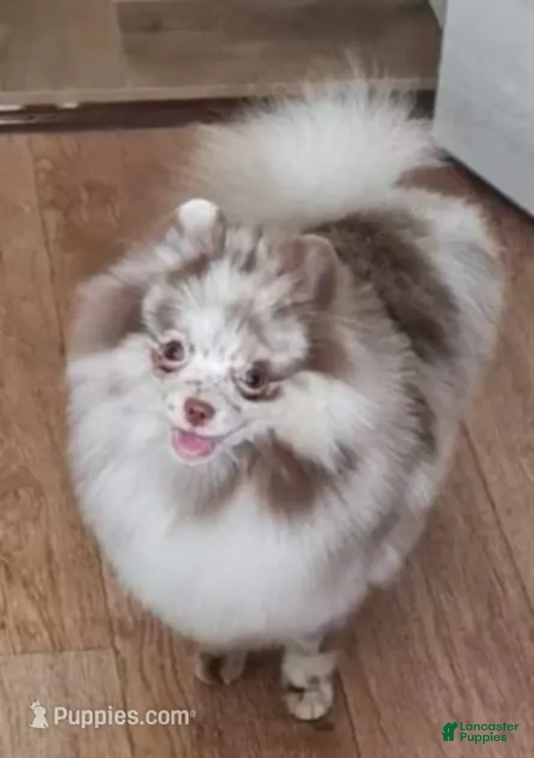 Pomeranian dogs for sale: Pomeranian Puppy 2 - Ad 4