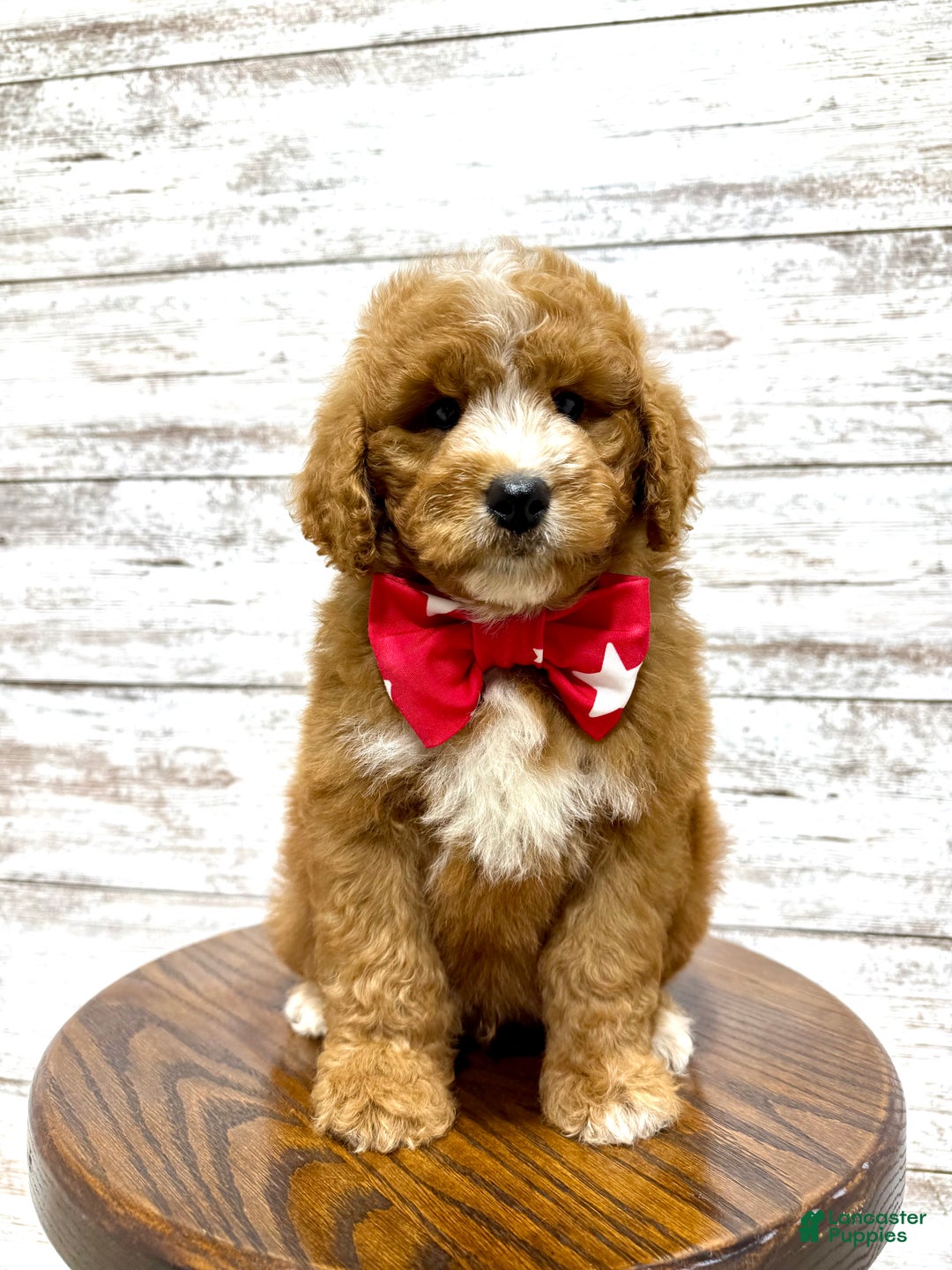 Mini Goldendoodle dogs for sale: Hunter - Ad 5