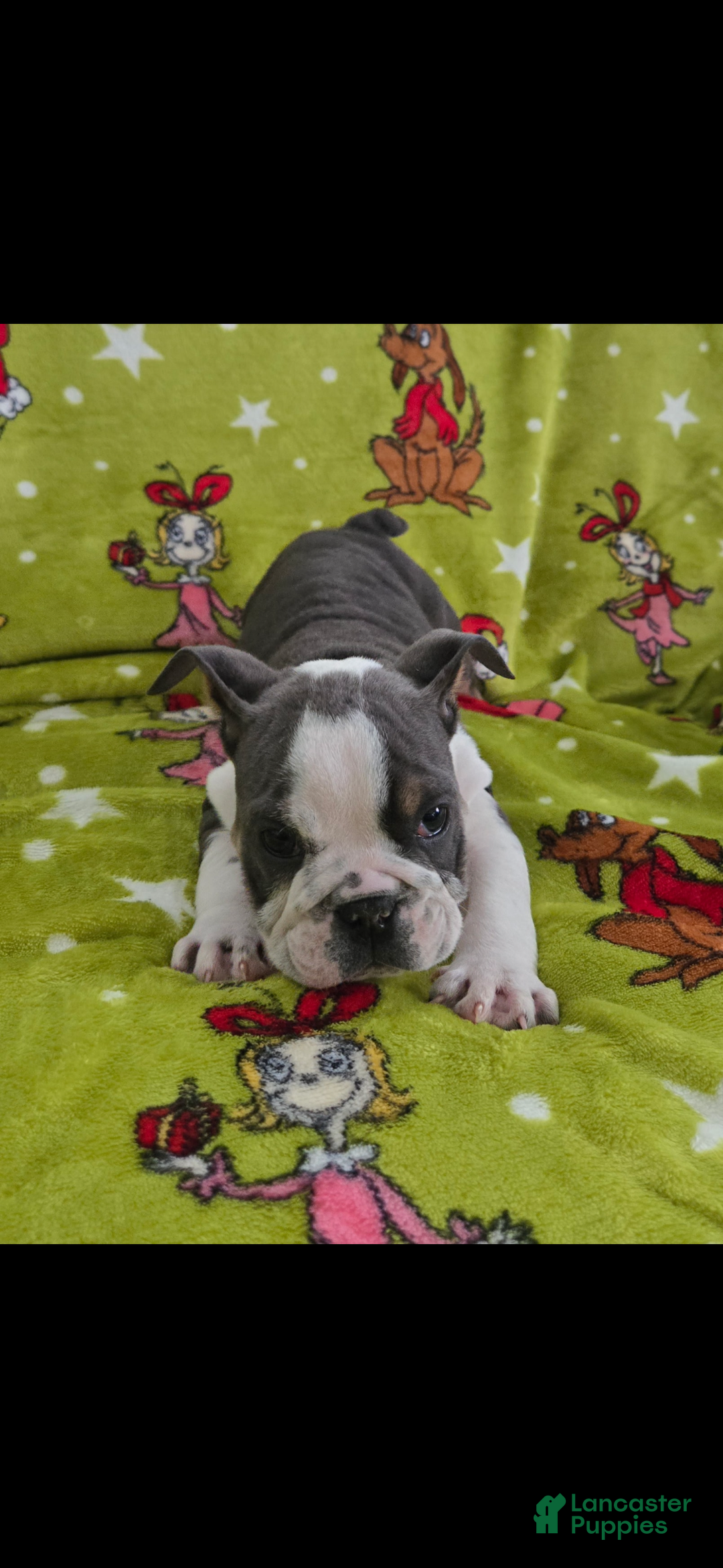 English Bulldog dogs for sale: Lucy - Ad 35