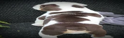 Beabull dogs for sale: Brittany - Ad 4