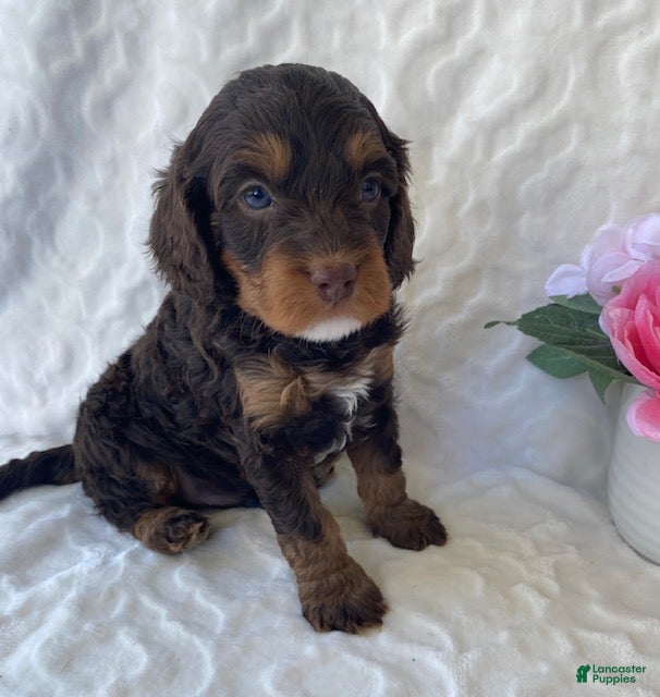 Cavapoo dogs Nolan- Chocolate tri - Ad 1