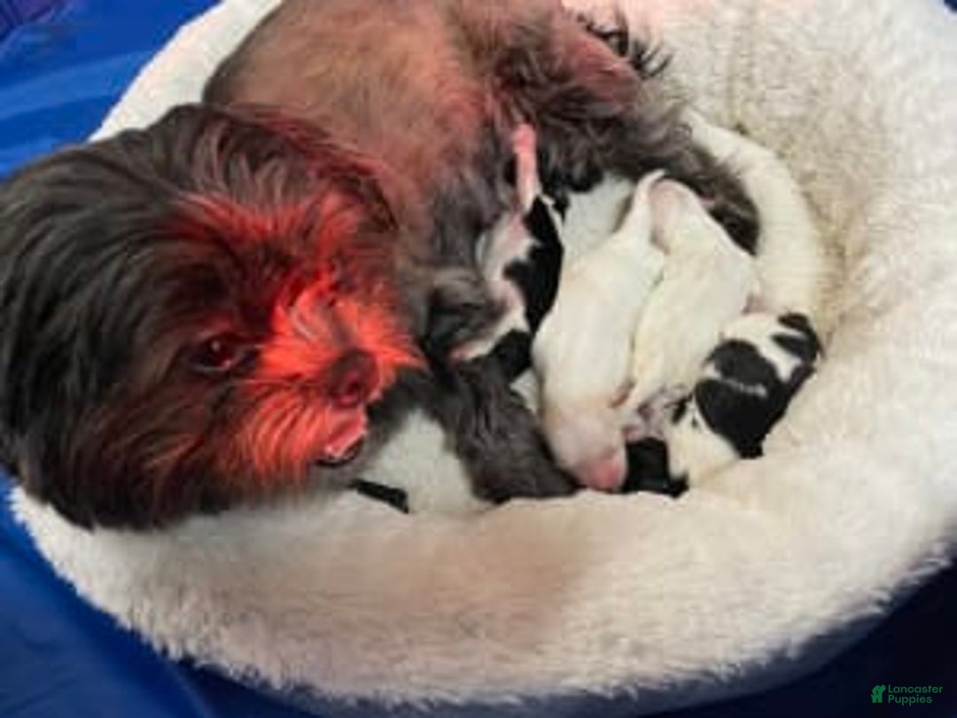 Gallery Image {{count}}