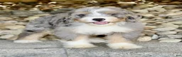 Mini Bernedoodle dogs for sale: Maxine - Ad 2