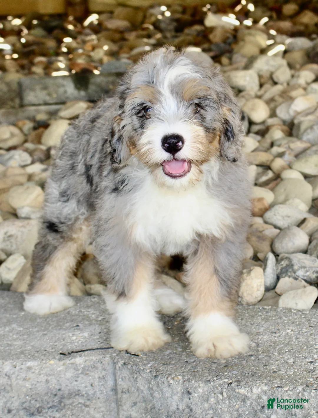 Mini Bernedoodle dogs for sale: Maxine - Ad 2