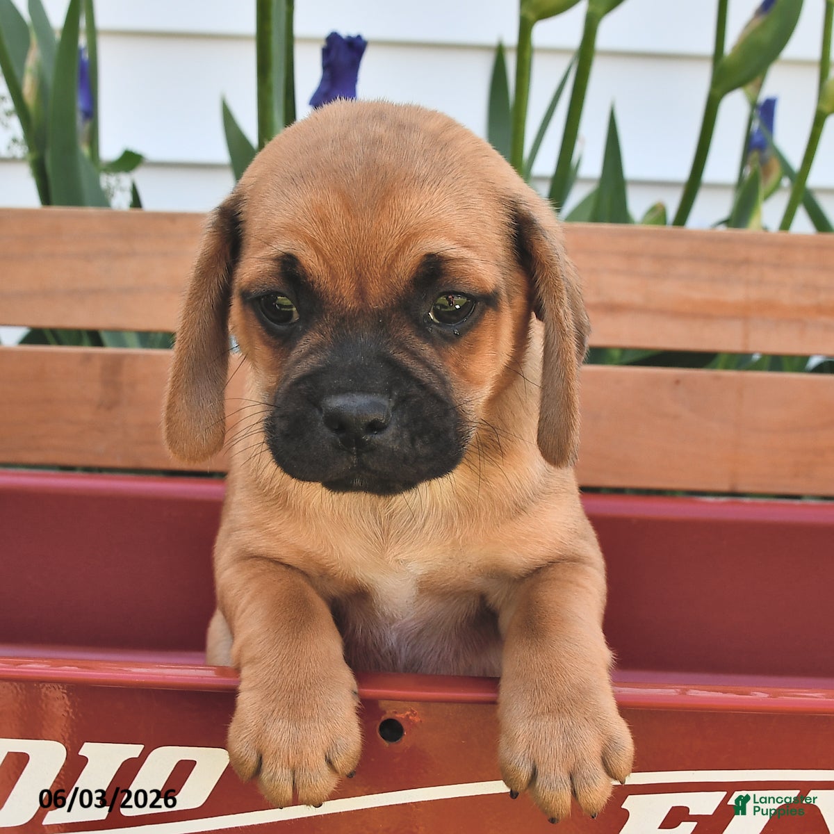 Puggle dogs Storm   - Ad 1