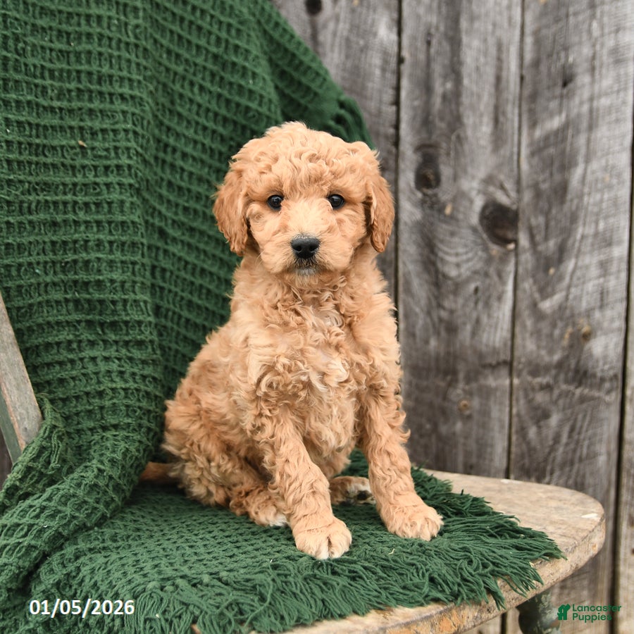 Mini Goldendoodle dogs for sale: Teddy - Ad 2