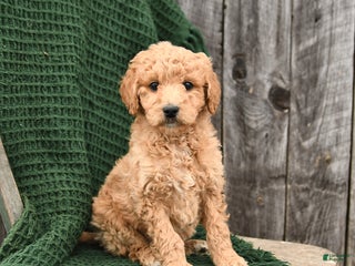Mini Goldendoodle dogs for sale: Teddy - Ad 2