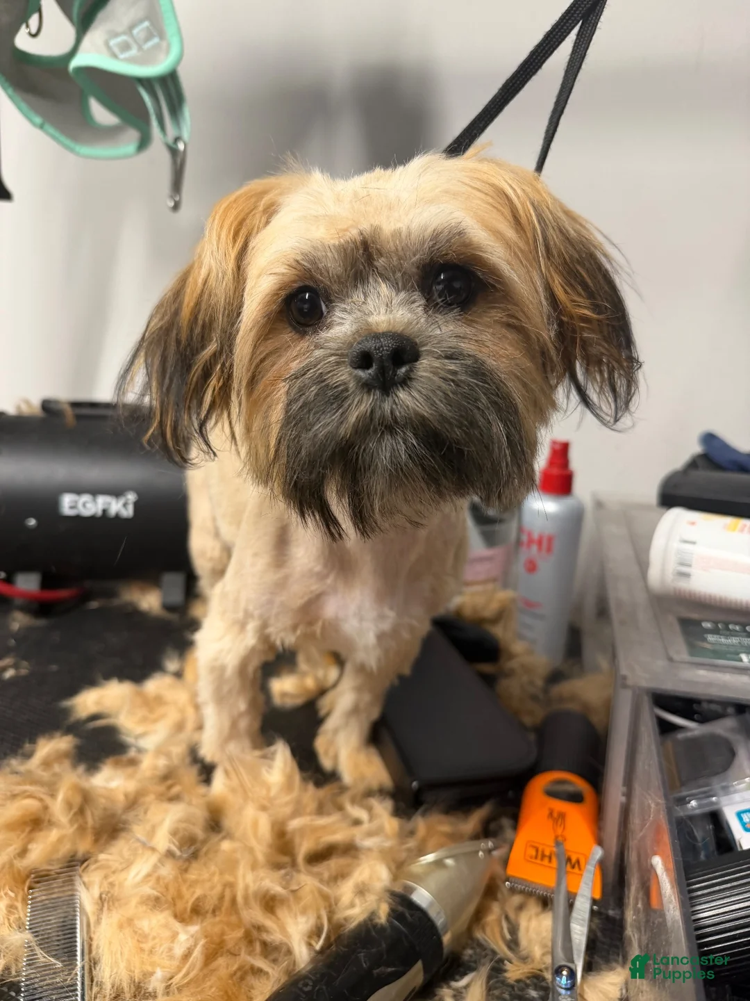 Shorkie dogs for sale: Shorkie 1 - Ad 2