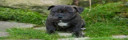 Staffordshire Bull Terrier dogs for sale: Melody 🎀 - Ad 4
