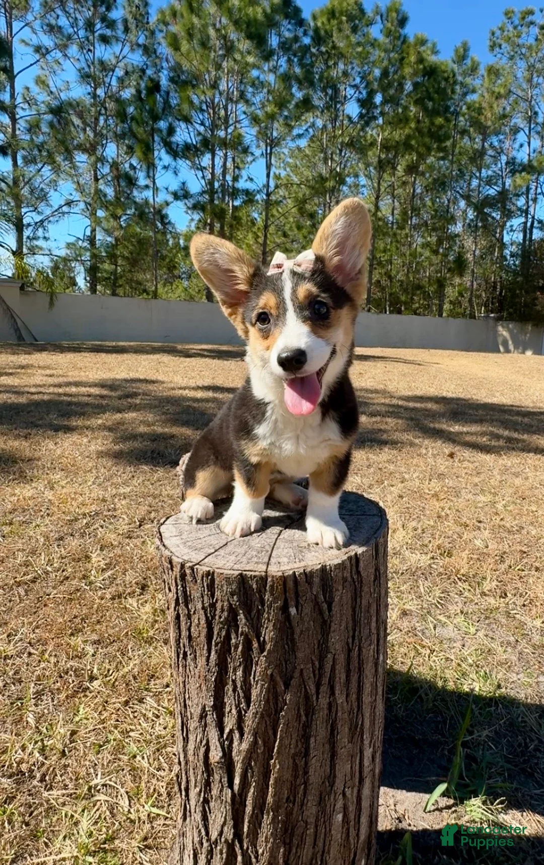 Mixed Breed dogs for sale: Sky  - Ad 7