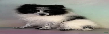 Aca Shiba