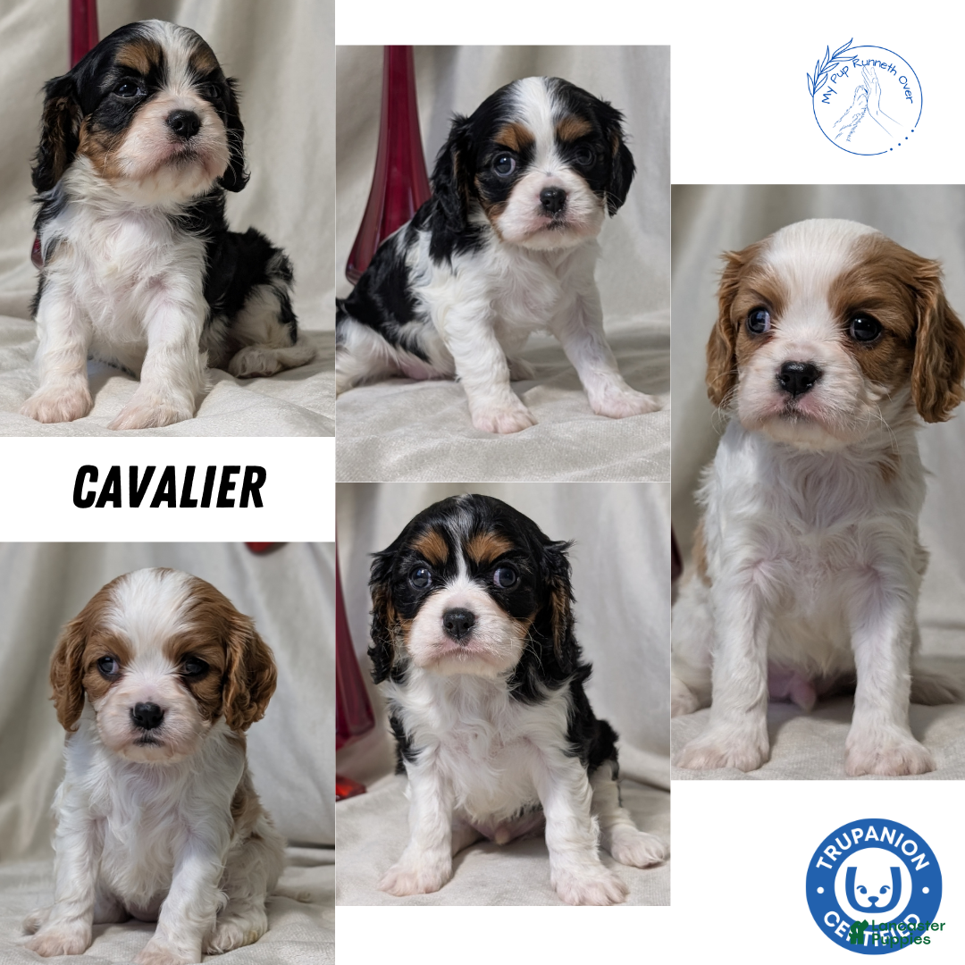 Cavalier King Charles Spaniel dogs for sale: Rover - Ad 13