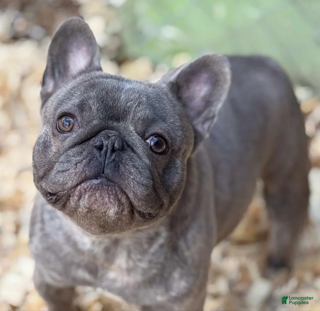 French Bulldog dogs for sale: French Bulldog Puppy 1 - Ad 5