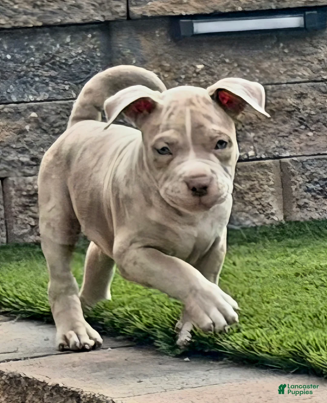 American Bully dogs for sale: "ICE CUBE" BLUE MERLE - Ad 2