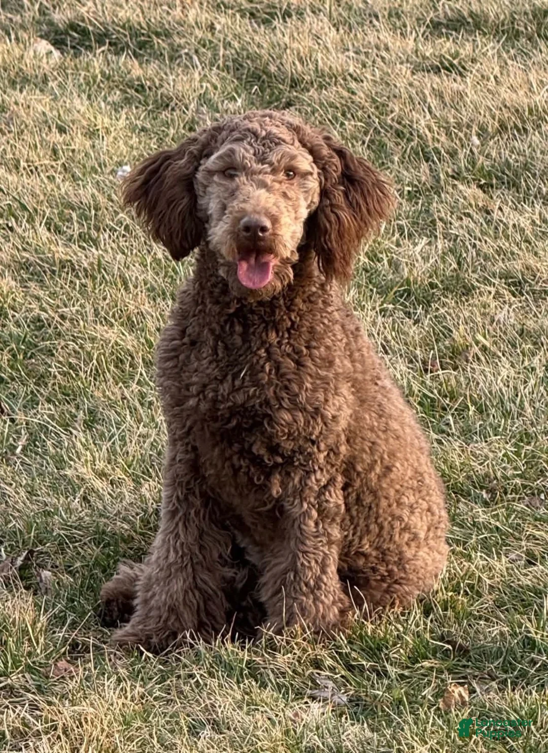 Mini Bernedoodle dogs for sale: Ross - Ad 5