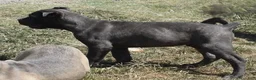 Cane Corso dogs for sale: Macho - Ad 1