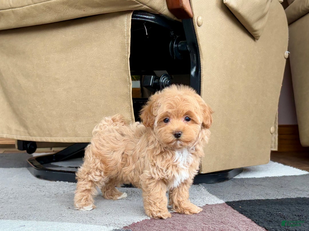 Havapoo dogs for sale: Havapoo Puppy 3 - Ad 7