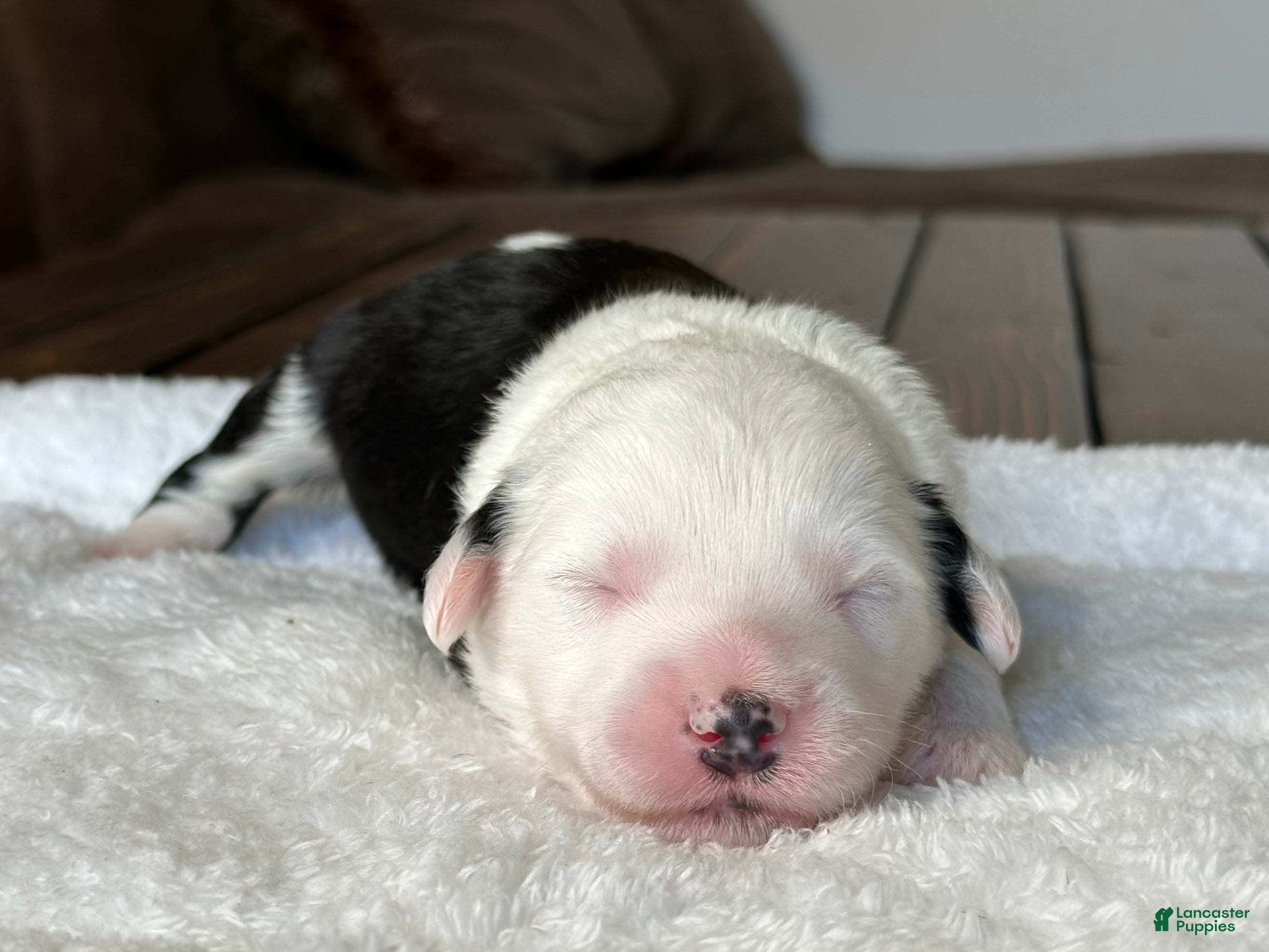 Sheepadoodle dogs Black & White Male 3 - Ad 1
