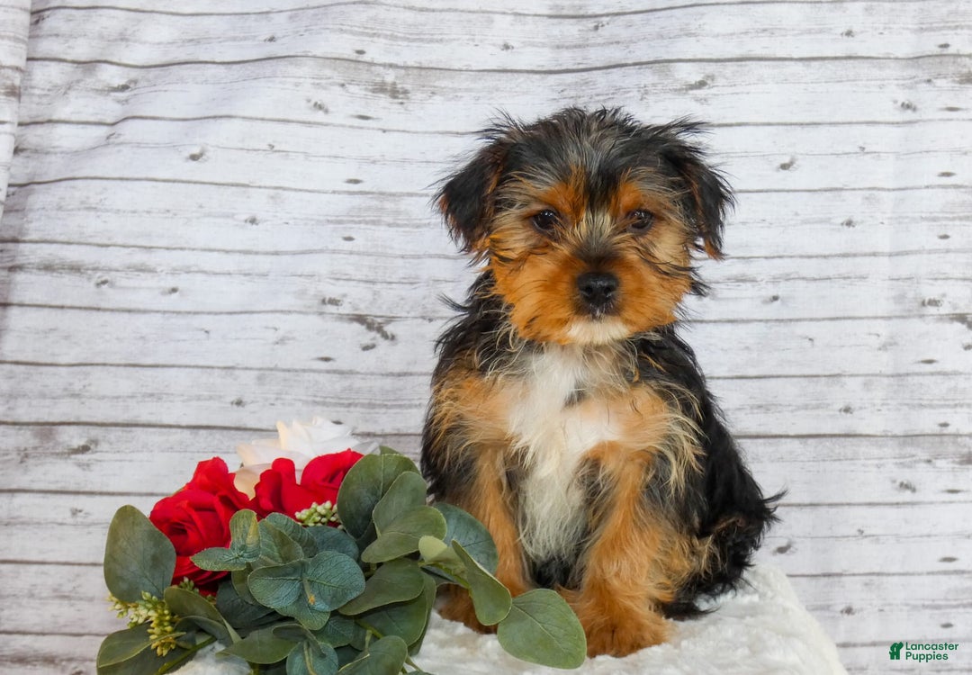 Gallery Image {{count}}