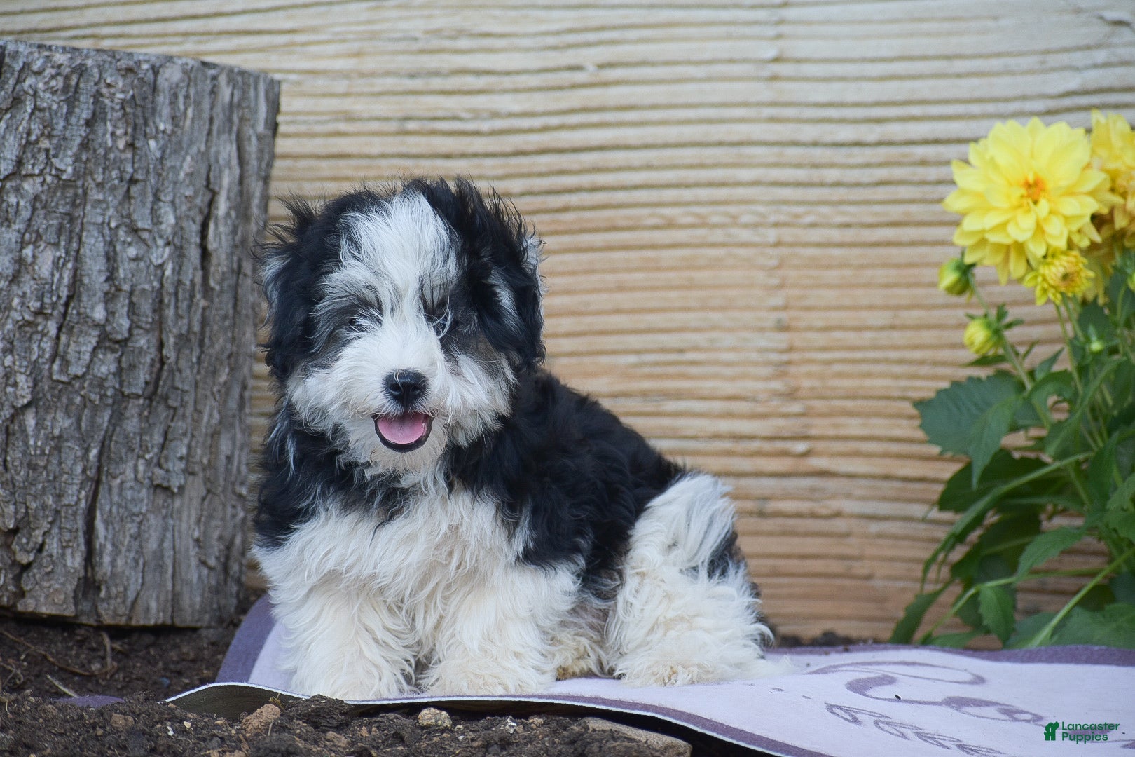 Havanese dogs Kevin - Ad 1