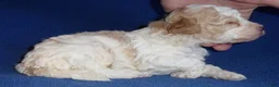 Cockapoo dogs for sale: Rudy - Ad 7