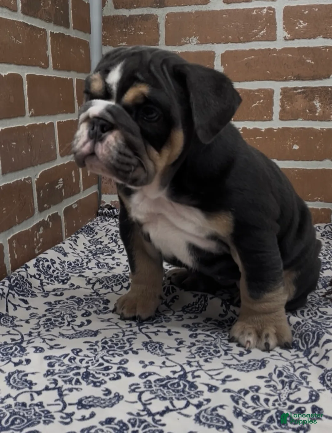 English Bulldog dogs for sale: Hazel - Ad 2