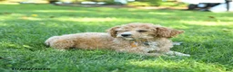 Toy Poodle dogs for sale: Graham - Ad 6