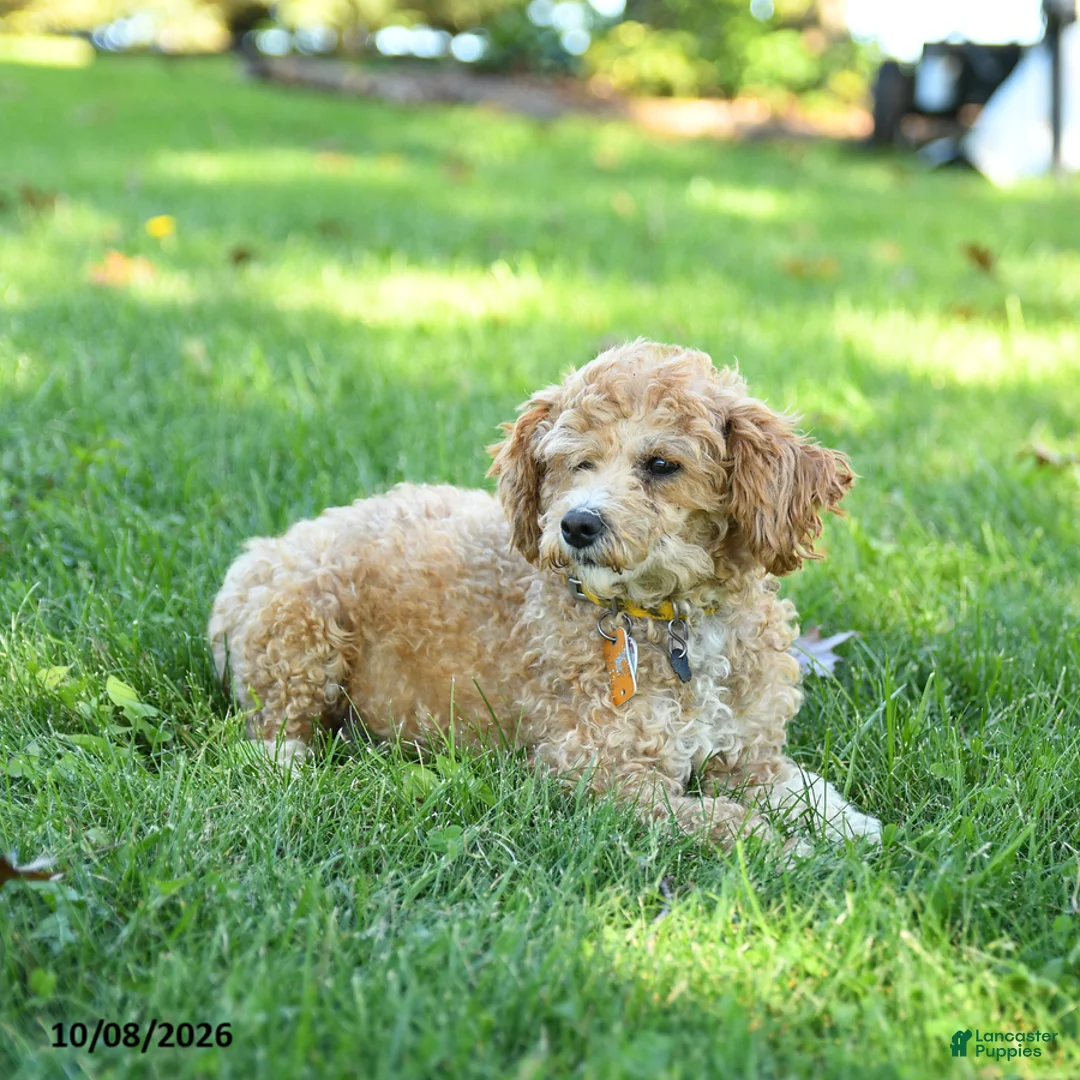 Toy Poodle dogs for sale: Graham - Ad 6